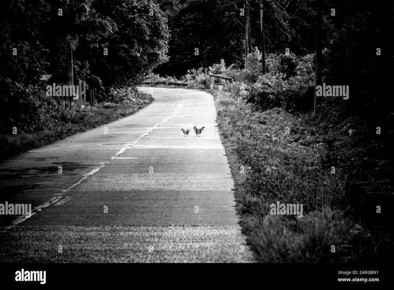 Image: Descubre el mundo de Chicken Road Casino en España: Juego de Azar por Internet