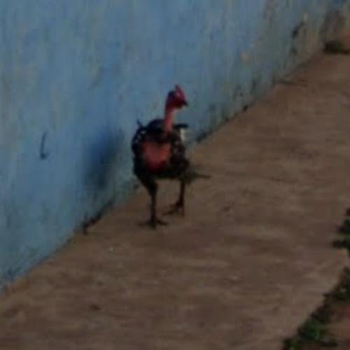 Image: Ontdek De Exclusieve Speeltitel Chicken Road Casino in Nederland